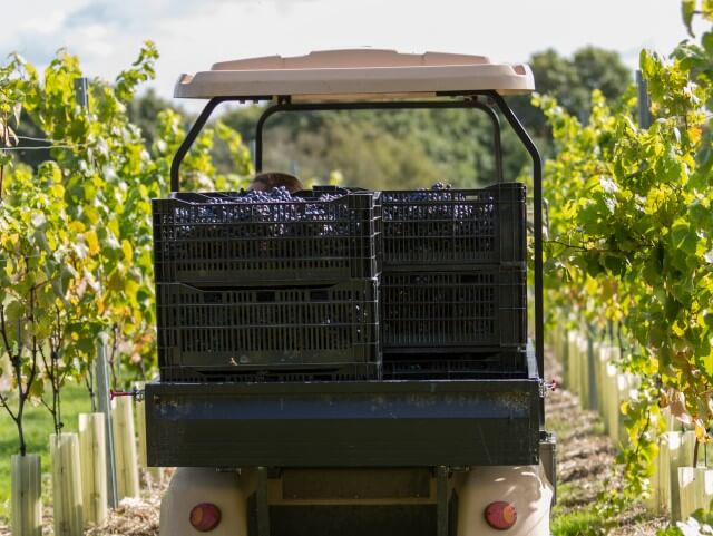 2020 - First harvest at Mannings Heath Golf & Wine Estate
